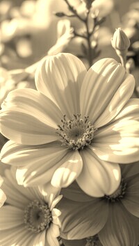 Szary + Sepia