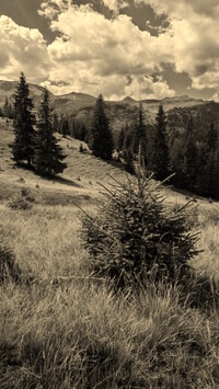 Sepia