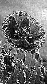 Skamielina