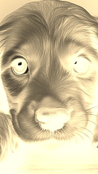 Sepia + Negatyw