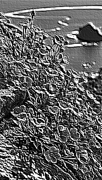 Skamielina