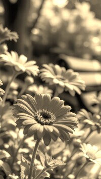 Szary + Sepia