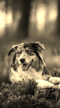 Sepia