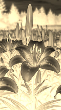 Sepia + Negatyw