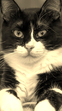 Szary + Sepia
