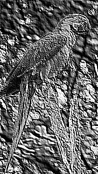Skamielina