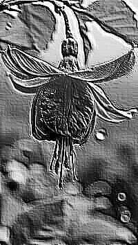 Skamielina
