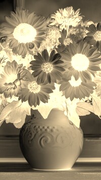 Sepia + Negatyw