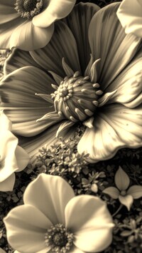 Szary + Sepia