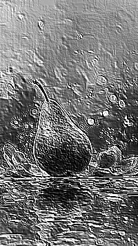 Skamielina