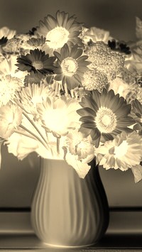 Sepia + Negatyw