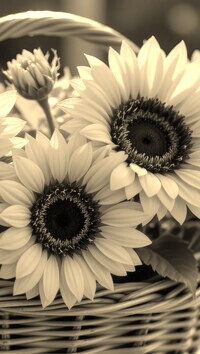 Szary + Sepia