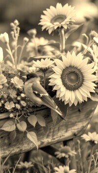 Szary + Sepia