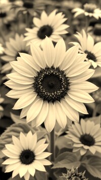 Szary + Sepia
