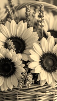 Szary + Sepia