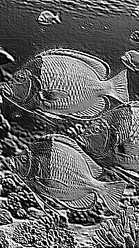 Skamielina