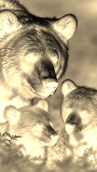 Sepia + Negatyw