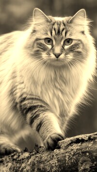 Szary + Sepia