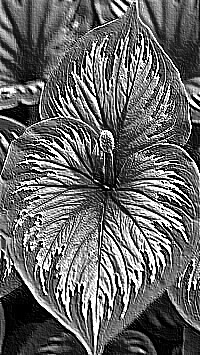 Skamielina