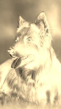 Sepia + Negatyw