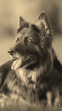 Szary + Sepia