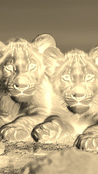 Sepia + Negatyw