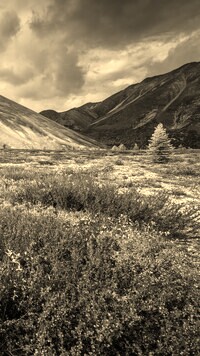 Szary + Sepia