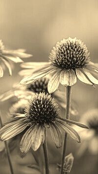 Szary + Sepia