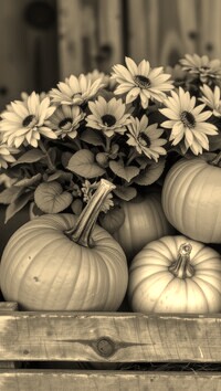 Szary + Sepia