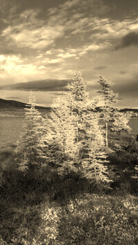 Szary + Sepia