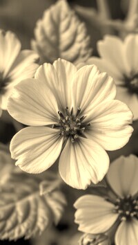 Szary + Sepia