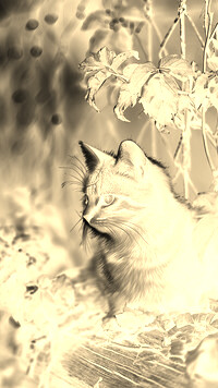 Sepia + Negatyw