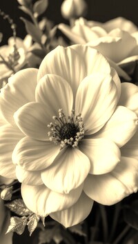 Szary + Sepia