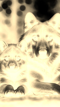 Sepia + Negatyw