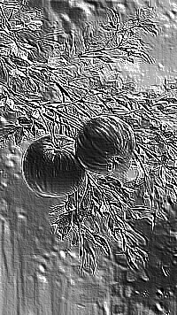 Skamielina