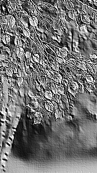 Skamielina