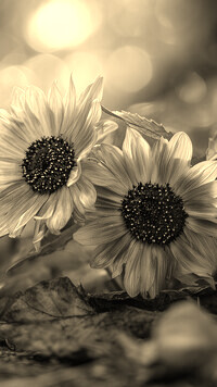 Szary + Sepia