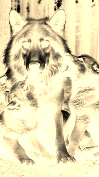 Sepia + Negatyw