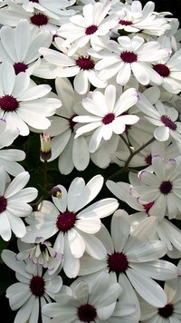 Oryginalny obrazek
