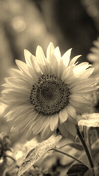 Szary + Sepia