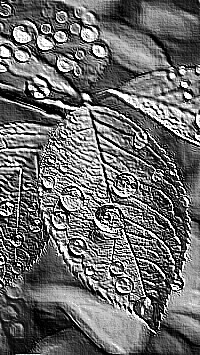 Skamielina