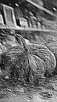 Skamielina