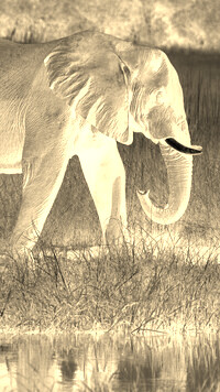 Sepia + Negatyw