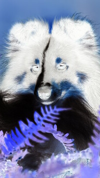 Negatyw