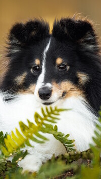 Oryginalny obrazek