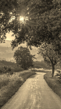 Szary + Sepia