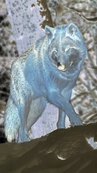 Negatyw