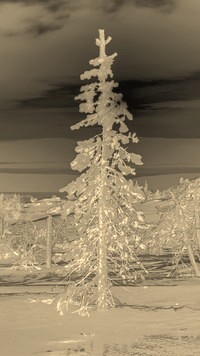 Sepia + Negatyw