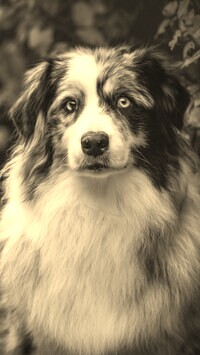 Sepia