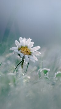 Oryginalny obrazek